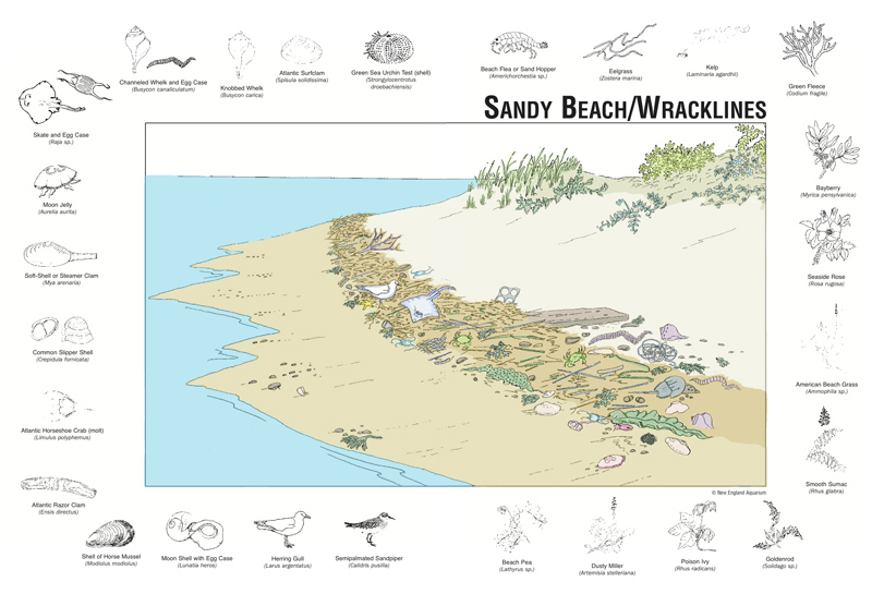 Sandy Beach / Wracklines