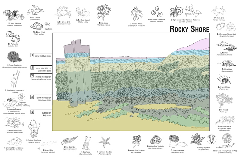 Rocky Intertidal - Outer Island