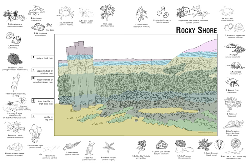 intertidal zone biome