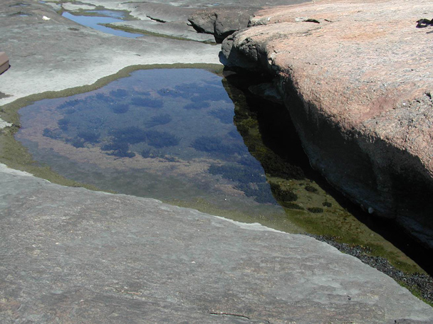 Tide Pool #2