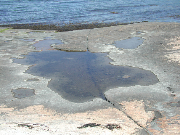 Tide Pool #3